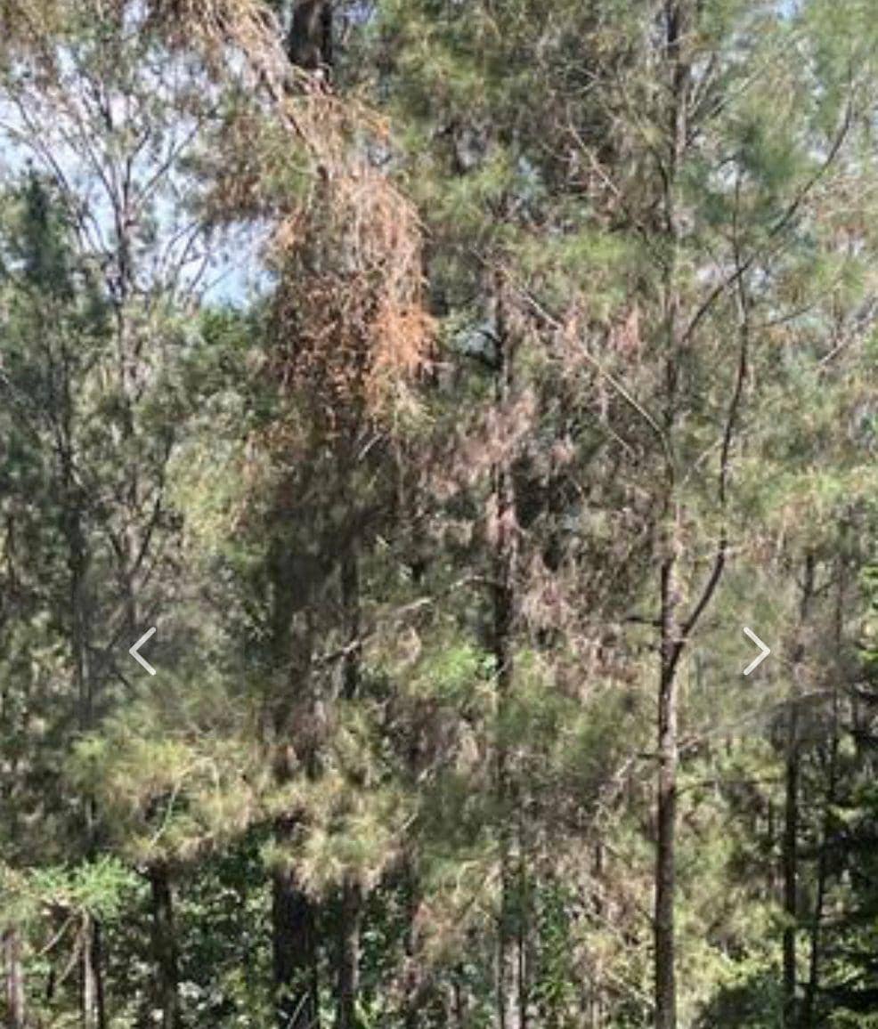 Propiedad en Jarabacoa - 1122 Real Estate